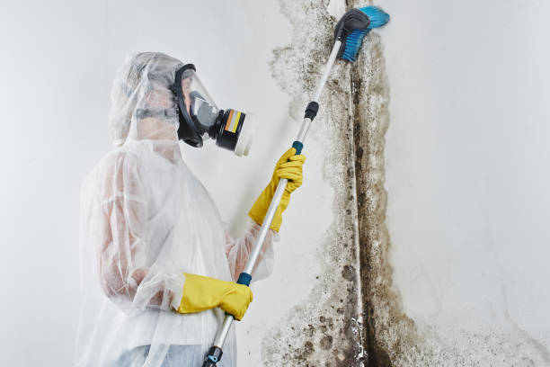 Best Post-Flood Mold Remediation in Oak Hills, PA